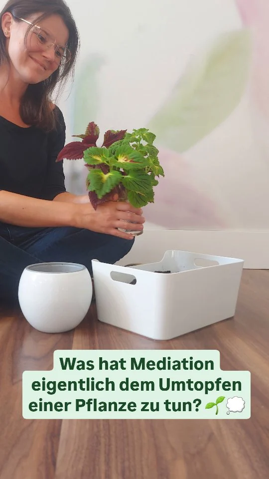 🌱 Was hat Mediation eigentlich mit dem Umtopfen einer Pflanze zu tun? 🌱

Genau wie eine Pflanze manchmal frische Erde und mehr Platz braucht, um ihre Wurzeln ausbreiten und gesund wachsen zu können, brauchen Konflikte oft einen neuen Rahmen und Raum, damit eine echte Veränderung stattfinden kann.

In der Mediation geht es darum, die richtigen Bedingungen für Wachstum und Verständnis zu schaffen – genau wie beim Umtopfen! Manchmal stecken Konflikte in alten Strukturen fest, und ein neuer „Topf“ oder eine neue Perspektive hilft dabei, Probleme aus einem frischen Blickwinkel zu betrachten und neue Lösungen zu finden. 🌿✨

Mediation ist wie der Schritt zur Pflege und Weiterentwicklung: Wir schaffen einen sicheren Raum, in dem sich Gedanken und Gefühle ausdrücken können, ohne Platzmangel oder alte Barrieren. So entsteht Raum für neue, gesunde Beziehungen und Lösungen, die wirklich nachhaltig sind.

Lasst uns gemeinsam Konflikte neu gestalten und zu einem positiven Wachstum kommen. 💬💚 Wenn ihr bereit seid, eure Wurzeln auszuweiten und Konflikte nachhaltig zu lösen, dann meldet euch gerne bei mir! 🙏🏼✨

#Mediation #Konfliktlösung #Wachstum #Umtopfen #NachhaltigeLösungen #KonflikteLösen #NeuePerspektiven #FrischerStart #Wirtschaftsmediation #RaumFürVeränderung #MediationVerbindet #VerständnisSchaffen #KonflikteTransformieren #PositiveVeränderung #Mediatorin